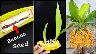 Best amp easy to way grow banana tree from fruit  Simple method for home gardening [upl. by Ennaehr]