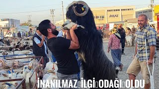 150 KİLOLUK HONAMLI TEKESİ [upl. by Iuqcaj137]