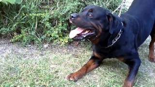 Big Rottweiler defends his territory 2 [upl. by Gaven608]