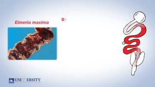 Coccidiosis Lesion Score [upl. by Trela]