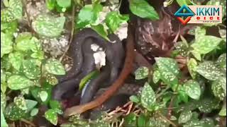 More than 30 different Snakes spotted in Middle Aritar Pradhan Gaon Rhenock Sikkimsikkimvoice [upl. by Skippie992]