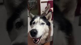 HUSKY WITH ITALIAN ACCENT [upl. by Mattie]