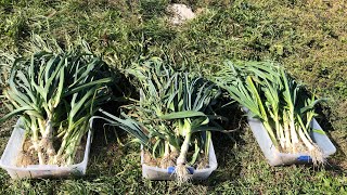 How to make homemade potato leek soup with fresh organic garden produce [upl. by Inami677]