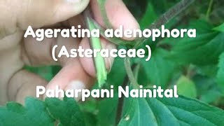 Ageratina adenophora [upl. by Naginnarb]