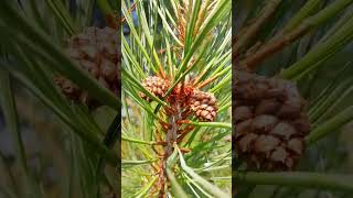 FamiliaPinaceae Genero Especie Pinus lawsonii [upl. by Quick]