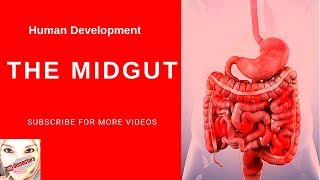 Special embryology  Development of the Midgut [upl. by Kylstra]