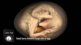 Chicken Embryo Development [upl. by Cirek684]