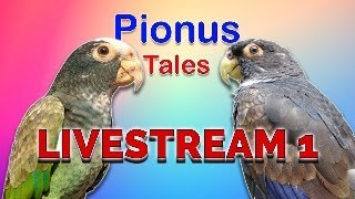 Pionus Parrot 1k Subs QampA [upl. by Cara]