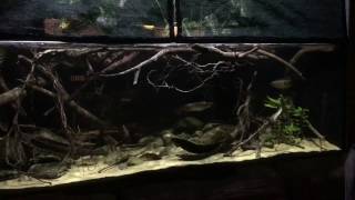 How to Set Up a big Biotope Aquarium [upl. by Maidie77]