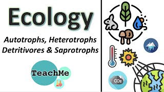 41  Autotrophs Heterotrophs Detritivores Saprotrophs  IB Biology  TeachMe [upl. by Yttiy]