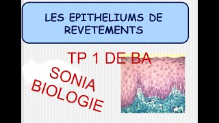 épithélium de revêtement et glandulaire  tp1 de ba [upl. by Mallissa181]