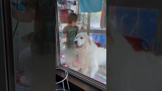 今日は雨☔20℃🐻‍❄️👦 グレートピレニーズと子供GreatPyreneesdownsyndrome [upl. by Kery589]