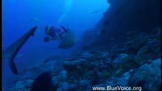 Dolphins Meet Sharks at Rangiroa [upl. by Mosnar574]