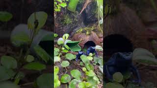 Dendrobates tinctorius azureus calling and courting dartfrog frog bioactive nature [upl. by Luz]