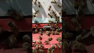 Why Do Bees Dance  🐝 animalmystery MindCurio [upl. by Adnohryt]