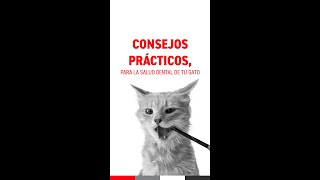 Datos importantes de la salud oral en gatos [upl. by Haig121]