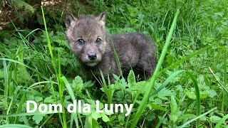 Zbudujmy dom dla Luny Kamotsa i Amaroka [upl. by Ahsiugal]