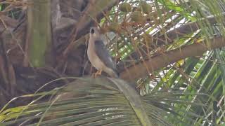 Diwali greetings from majestic royal SHIKRA Tachyspiza badia or Accipiter badius in Mapusa [upl. by Cramer819]