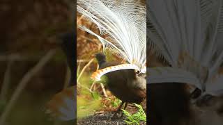 MAJESTIC LYREBIRD SONG  SUARA SYAHDU BURUNG LYREBIRD nature lyrebird kicaumania birds [upl. by Eryt]