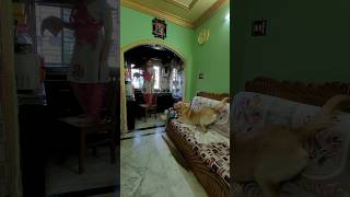 Cocor mashir songe jhogra 🤣 shortvideo dogowner labrador coco cute doglover funny dog pets [upl. by Sidnarb]