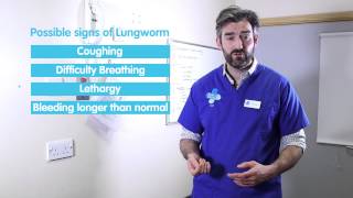 Keeping your dog safe from Lungworm [upl. by Emor477]