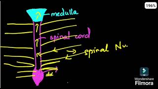 SPINAL CORD ANATOMY PART 1 MALAYALAM NEET PGFMGE [upl. by Wilhelmina724]