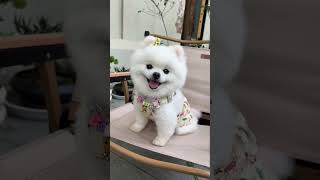 Beautiful Pomeranian baby Stylish puppy Small Pomeranian [upl. by Letnuahs]