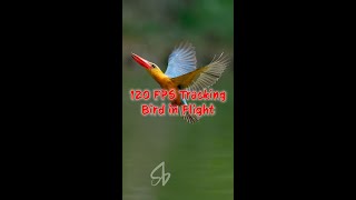 Sony A9M3 120FPS Bird AF Tracking in RAW [upl. by Cattier]