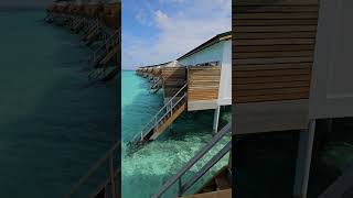 Joy Island Maldives by Cocoon Collection [upl. by Idnam]