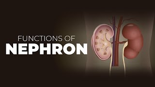 What are Nephrons  Nephron Structure and Functions  Functions of Nephron [upl. by Banyaz]