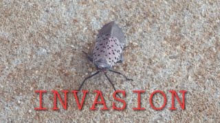 Spotted Lanternfly Infestations At Amityville LIRR [upl. by Maggie]