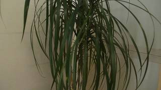 Der Drachenbaum Dracaena marginata [upl. by Aicatan]