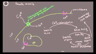 Smooth muscle excitation contraction coupling [upl. by Ahsiei]