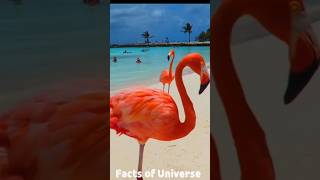 How Flamingos get their colorFlamingo Short Video flamingo [upl. by Orford]