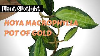 Plant Spotlight  Hoya macrophylla latifolia POT OF GOLD [upl. by Bik]