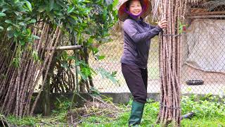 Planting Cassava Diligent Hands on the Mountain Peak [upl. by Akimrej135]