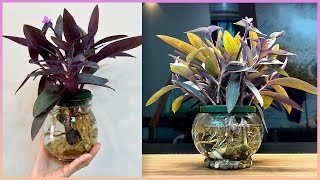 Your home space will become so warm with these aquatic plants [upl. by Neerahs]