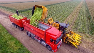 Picking Organic Sweet Corn  Oxbo 2475 corn picker  suiker mais plukken [upl. by Gustaf]