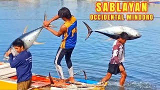 TUNA FISHING IN SABLAYAN OCCIDENTAL MINDORO  40 PICES GIANT YELLOWFIN TUNA [upl. by Kampmann]