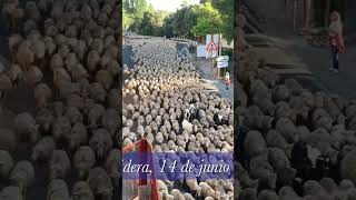 TRASHUMANCIA 3️⃣0️⃣0️⃣0️⃣ ovejas 🐑 [upl. by Hazelton]