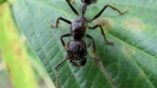 Holding a bullet ant Paraponera clavata [upl. by Ssalguod]