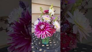 If sugarplums were flowers… dahlias cutflowers [upl. by Mcdougall183]