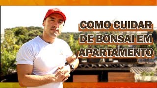 COMO CUIDAR DE BONSAI EM APARTAMENTO [upl. by Ahiel]