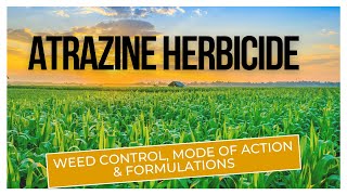 Atrazine Herbicide Effective Weed Control for Agriculture  Mode of Action amp Formulations [upl. by Olsen]