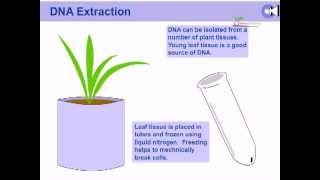 DNA extraction from plants [upl. by Ahsienod]