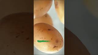 Bağırsak Temizleyen Patates Kürü Nasıl Yapılır ❓🥔👍 ibrahimsaraçoğlu faydatv patates [upl. by Asilaj]