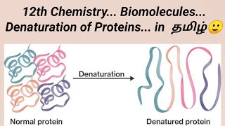 Denaturation of PROTEINS 12th chemistry Biomolecules in தமிழ் 🙂 [upl. by Jud]