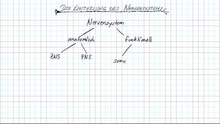 Das Nervensystem [upl. by Gaston]