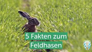 5 Fakten über den Feldhasen [upl. by Burnie514]