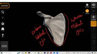 Ostéologie  Scapula part 1  with Dr Anne 🤍 [upl. by Marcie]